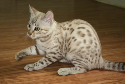 snow bengal kitten playing