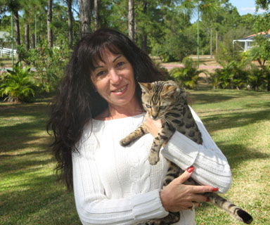 Bengal kittens, ZawieCo Bengal cat breeders, Bengal kittens for sale in Florida, Bengal cats for sale Florida, Bengal cats Florida, bengal kittens Florida, Snow bengals, Charcoal bengals, Charcoal snow bengals