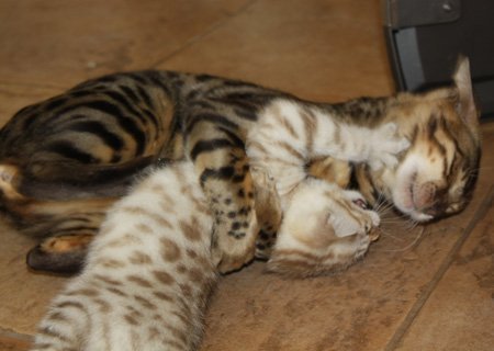 spotted cat,exotic cat,Bengal cat,Bangle cat,Bengals,Asian leopard cat,rosettes,white cat,blue eyed cat,kitty litter,cat training,exercise wheel,healthy cat food,seal lynx,large cat,domestic cat, snow bengal, charcoal snow bengal, seal lynx point bengal, mink bengal, snow kittens, snow bengal kittens, cat leash training,cat behavior, bengal cat breeders, bengal cat breeders Florida, Bengal kittens for sale, Bengal kittens for sale Florida