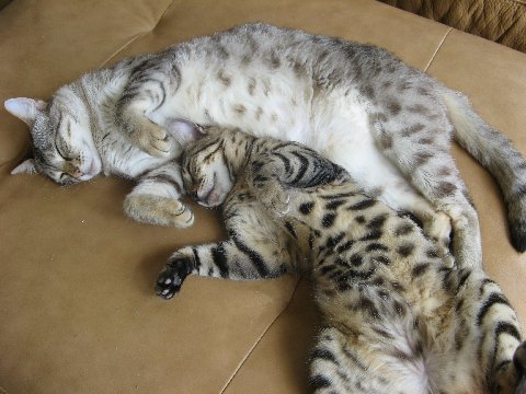 spotted cat,exotic cat,Bengal cat,Bangle cat,Bengals,Asian leopard cat,rosettes,white cat,blue eyed cat,kitty litter,cat training,exercise wheel,healthy cat food,seal lynx,large cat,domestic cat, snow bengal, charcoal snow bengal, seal lynx point bengal, mink bengal, snow kittens, snow bengal kittens, cat leash training,cat behavior, bengal cat breeders, bengal cat breeders Florida, Bengal kittens for sale, Bengal kittens for sale Florida
