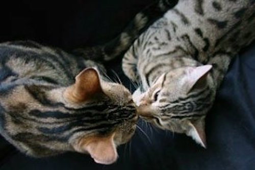 spotted cat,exotic cat,Bengal cat,Bangle cat,Bengals,Asian leopard cat,rosettes,white cat,blue eyed cat,kitty litter,cat training,exercise wheel,healthy cat food,seal lynx,large cat,domestic cat, snow bengal, charcoal snow bengal, seal lynx point bengal, mink bengal, snow kittens, snow bengal kittens, cat leash training,cat behavior, bengal cat breeders, bengal cat breeders Florida, Bengal kittens for sale, Bengal kittens for sale Florida