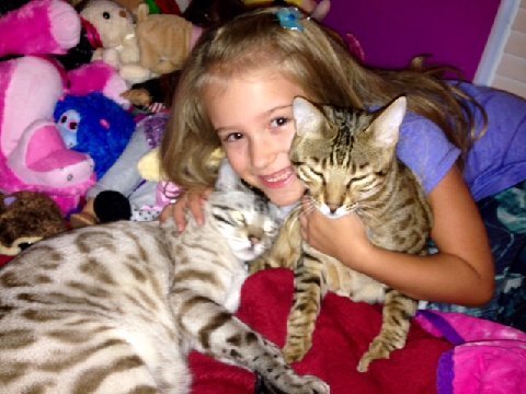 bengal cats playing with kids