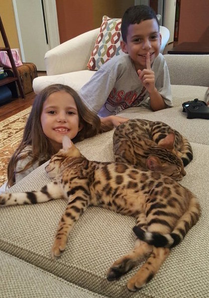 bengal kittens and kids playing