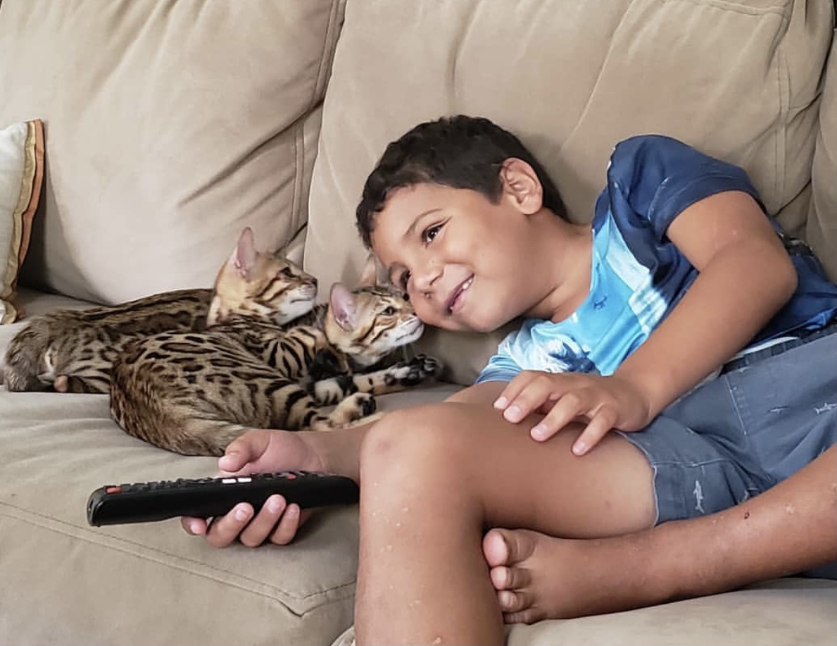 bengal kitten cuddling with little boy