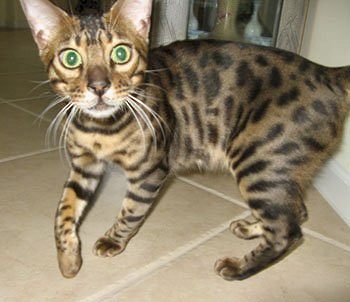 bengal cat face