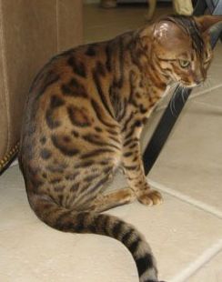 bengal cat