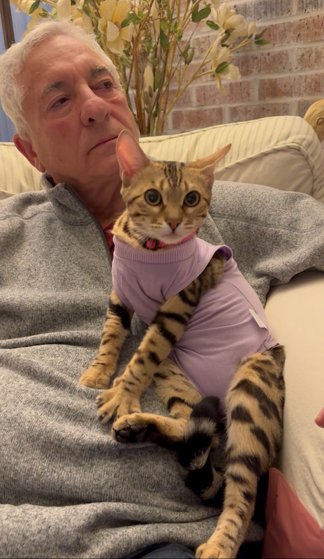 bengal cat being held