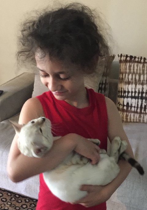 little girl holding a snow bengal kitten