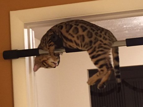 bengal cat causing mischeif and getting into high places