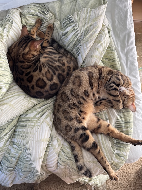 bengal cat outside