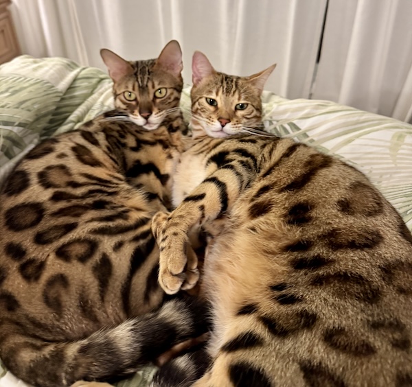 gorgeous snow bengal