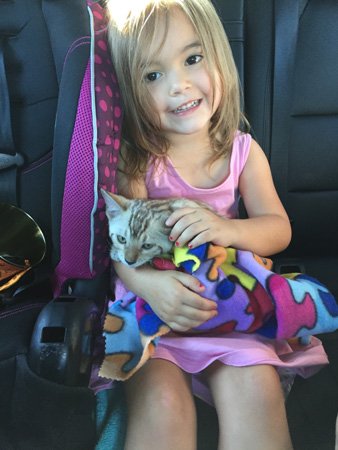 snow bengal calm personality snuggling with little girl