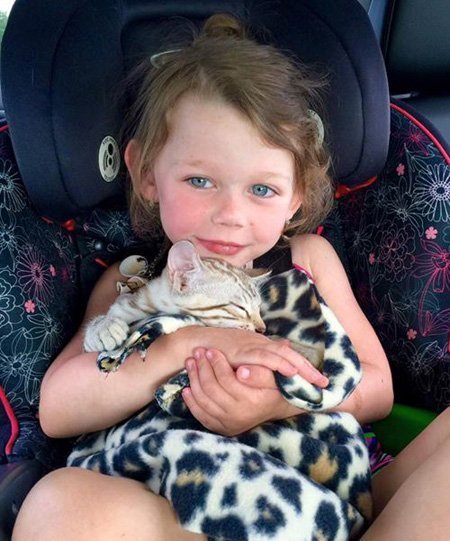 bengal kitten cuddling with little girl