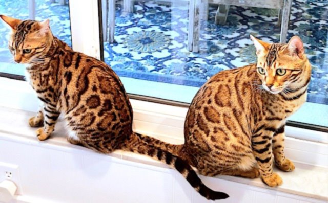 funny bengal picture