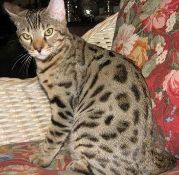 bengal cat staring