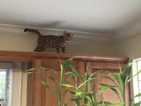 bengal cat on top of cupboards