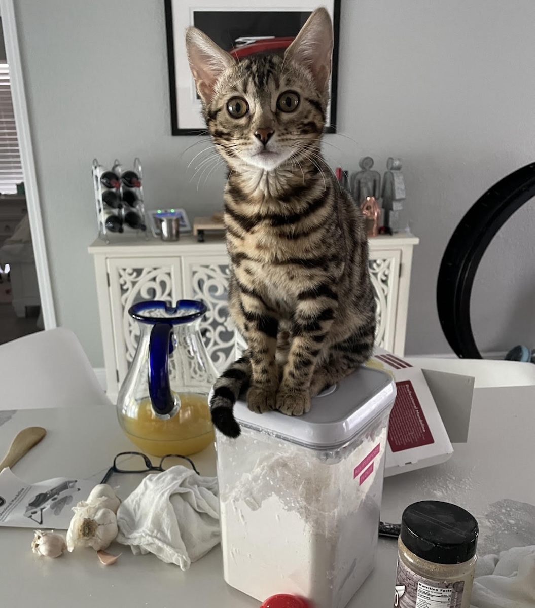 gorgeous snow bengal
