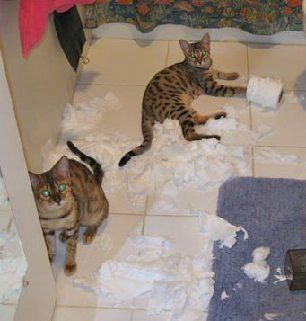 bengal kittens found the toilet paper