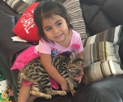 little kid cuddling with bengal kitten