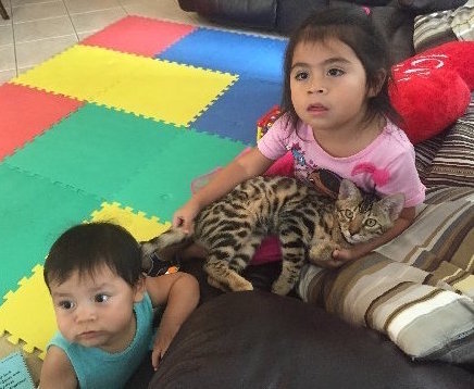 little kids cuddling with bengal kitten