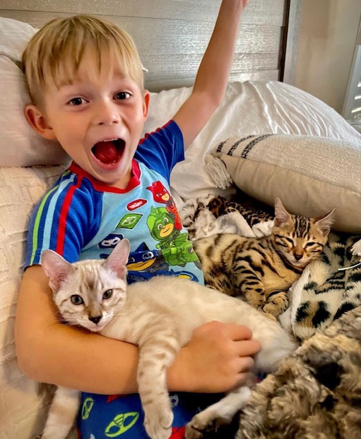 snow bengal calm personality snuggling with little boy