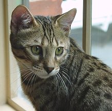bengal face