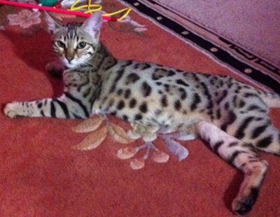 beautiful bengal cat laying down