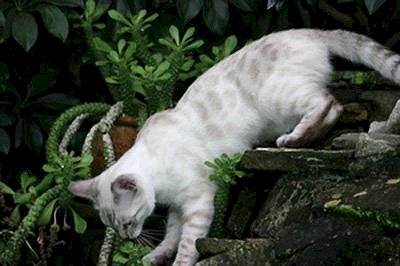 gorgeous snow bengal