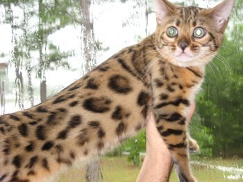 bengal cat outside