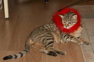bengal wearing costume bengal cat dressed up bengal wearing feathers