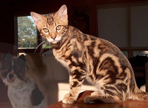 amazing pattern marble swirl bengal