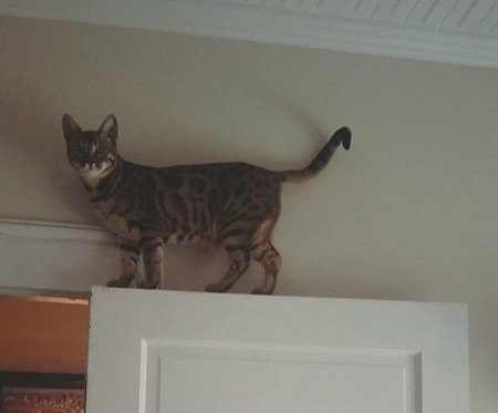 bengal cat on top of door
