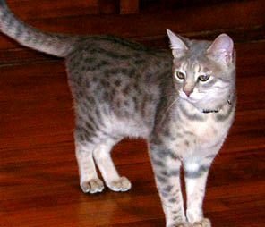 blue bengal