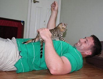 bengal kitten laying on owner