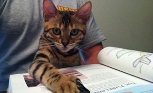 bengal cat helping read