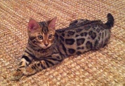 rosetted bengal kitten