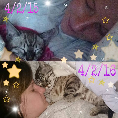 snow bengal cat development in a year