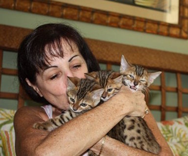 Bengal kittens, ZawieCo Bengal cat breeders, Bengal kittens for sale in Florida, Bengal cats for sale Florida, Bengal cats Florida, bengal kittens Florida, Snow bengals, Charcoal bengals, Charcoal snow bengals