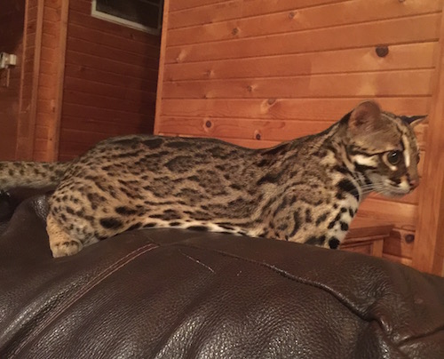 asian leopard cat alc first gen F1 bengal