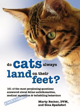 ZawieCo bengal used on the cover of the book do cats always land on their feet by Marty Becker and Gina Spadfori