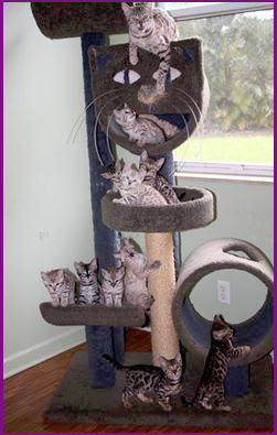 spotted cat,exotic cat,Bengal cat,Bangle cat,Bengals,Asian leopard cat,rosettes,white cat,blue eyed cat,kitty litter,cat training,exercise wheel,healthy cat food,seal lynx,large cat,domestic cat, snow bengal, charcoal snow bengal, seal lynx point bengal, mink bengal, snow kittens, snow bengal kittens, cat leash training,cat behavior, bengal cat breeders, bengal cat breeders Florida, Bengal kittens for sale, Bengal kittens for sale Florida