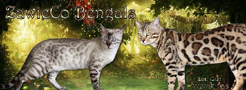 Bengal kittens and snow bengal kittens for sale in Florida