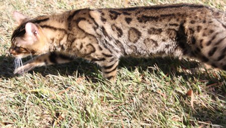 Bengal kittens, ZawieCo Bengal cat breeders, Bengal kittens for sale in Florida, Bengal cats for sale Florida, Bengal cats Florida, bengal kittens Florida, Snow bengals, Charcoal bengals, Charcoal snow bengals