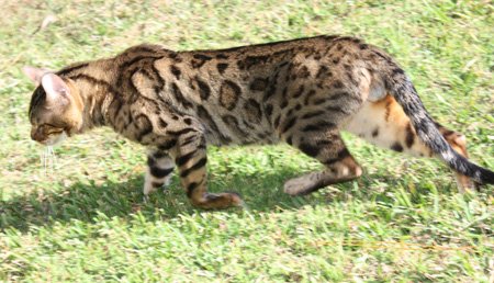 Bengal kittens, ZawieCo Bengal cat breeders, Bengal kittens for sale in Florida, Bengal cats for sale Florida, Bengal cats Florida, bengal kittens Florida, Snow bengals, Charcoal bengals, Charcoal snow bengals