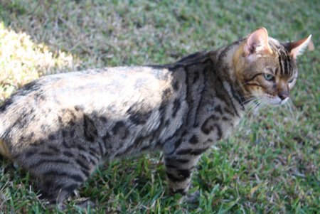 Bengal kittens, ZawieCo Bengal cat breeders, Bengal kittens for sale in Florida, Bengal cats for sale Florida, Bengal cats Florida, bengal kittens Florida, Snow bengals, Charcoal bengals, Charcoal snow bengals