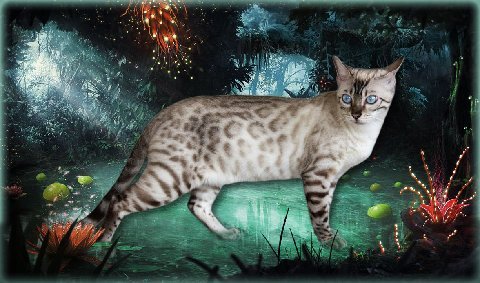 Bengal kittens, ZawieCo Bengal cat breeders, Bengal kittens for sale in Florida, Bengal cats for sale Florida, Bengal cats Florida, bengal kittens Florida, Snow bengals, Charcoal bengals, Charcoal snow bengals