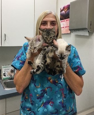 snow and golden bengal kittens at the vet