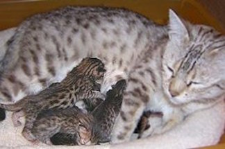snow bengal mom with kittens nursing