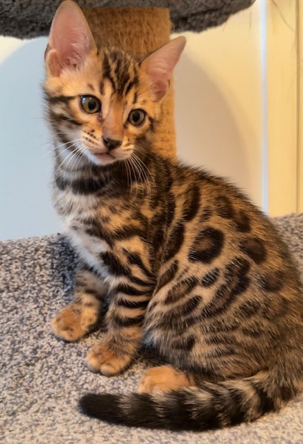 beautiful bengal kittens for sale in florida