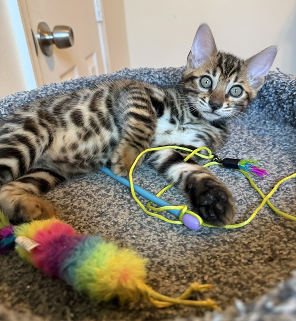 beautiful bengal kittens for sale in florida